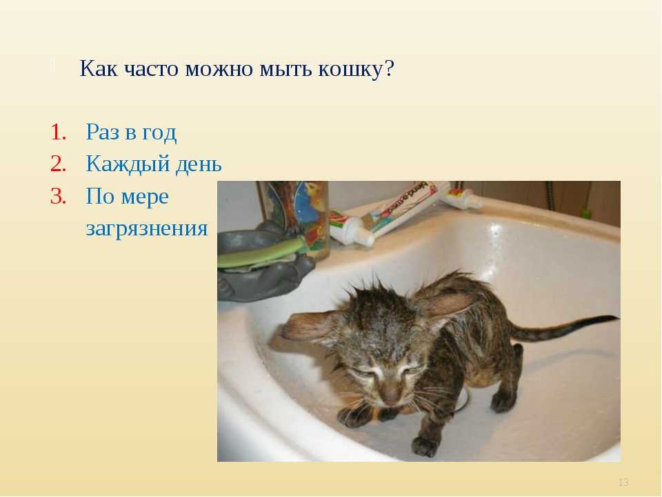 Как искупать котенка: 14 шагов (с иллюстрациями)