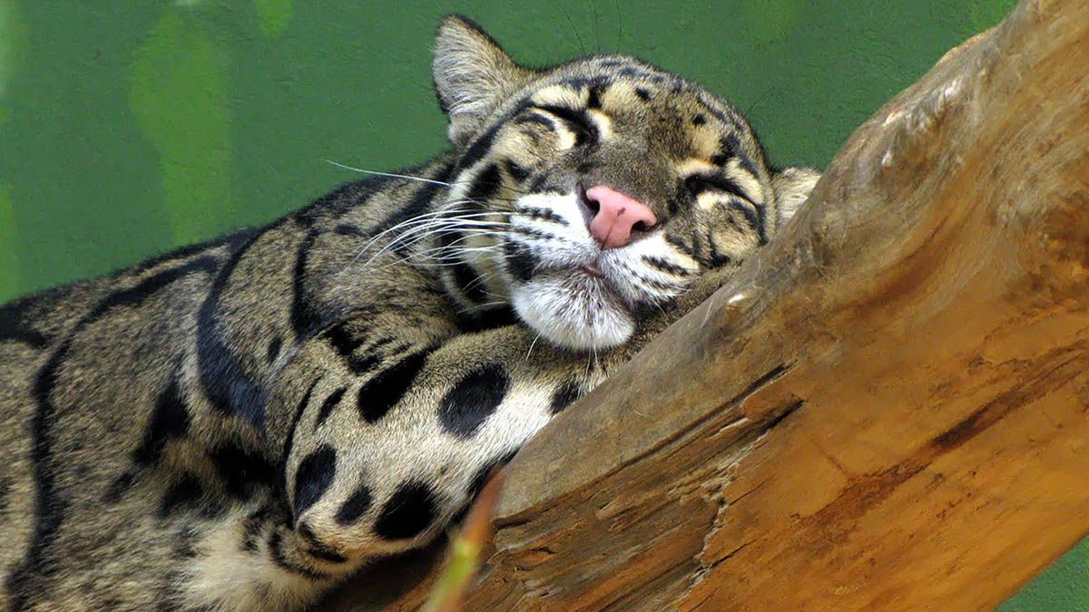 Можно ли приручить одичавшую кошку? приручение против помощи одичавшим кошкам