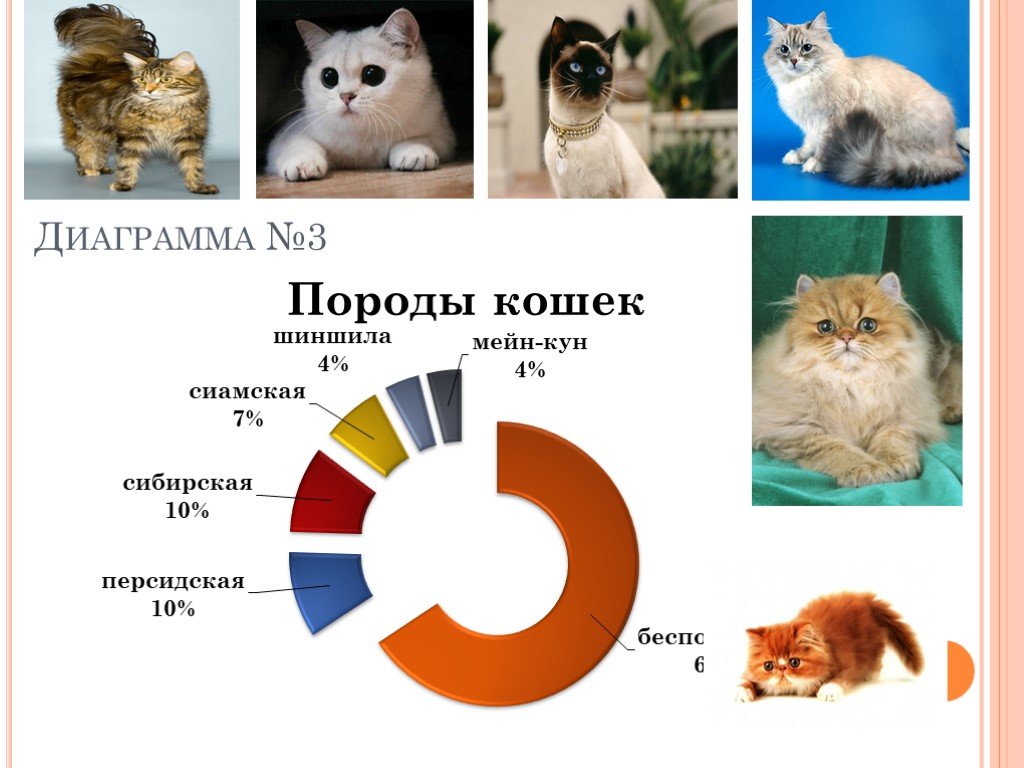 Сколько пород кошек существует в мире, зависит от видов реестра — есть 42, а есть 100