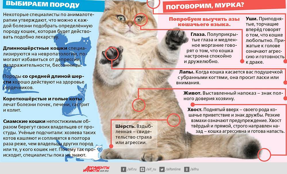 Простуда у кошек и котов: симптомы и лечение