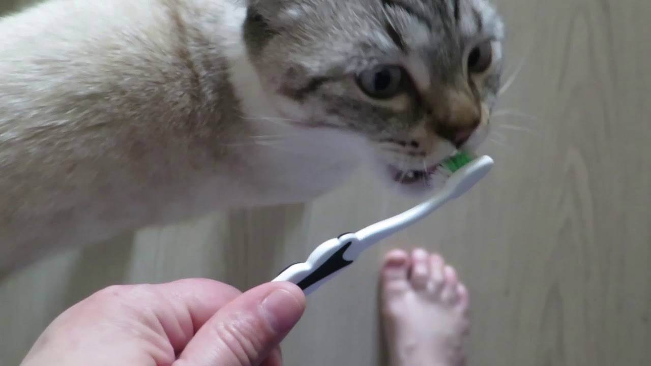 Чистим зубы у кошки в домашних условиях: советы чем и как чистить правильно