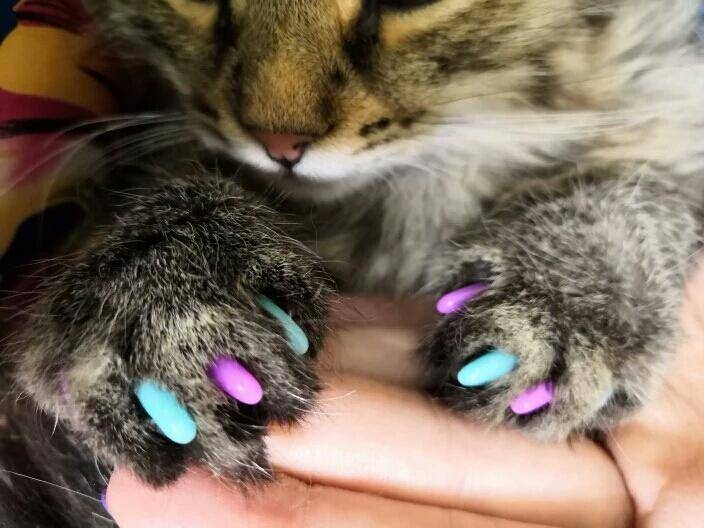 С какого возраста и как наклеить силиконовые ногти для кошек?