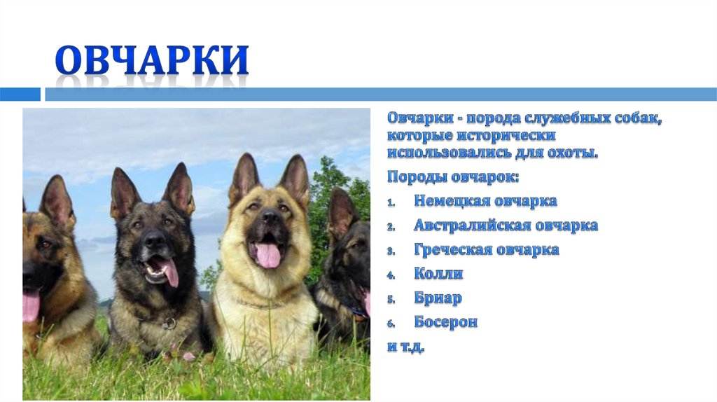 Имя – на всю жизнь: креативные клички для немецких овчарок