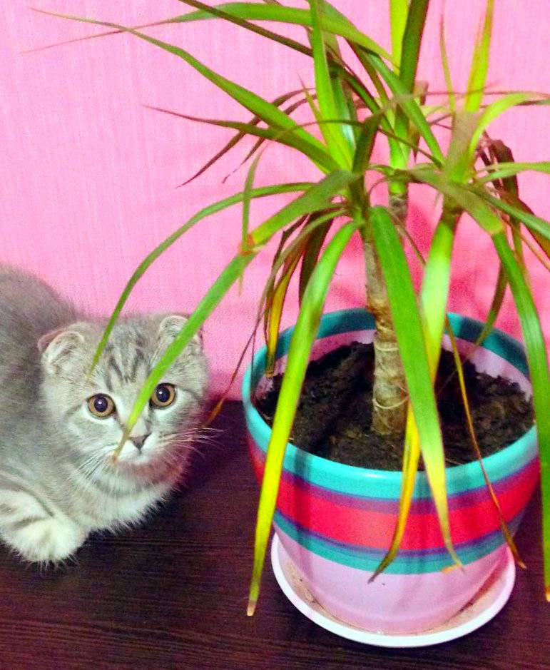 Почему кот лезет в цветы и как отучить его от этого