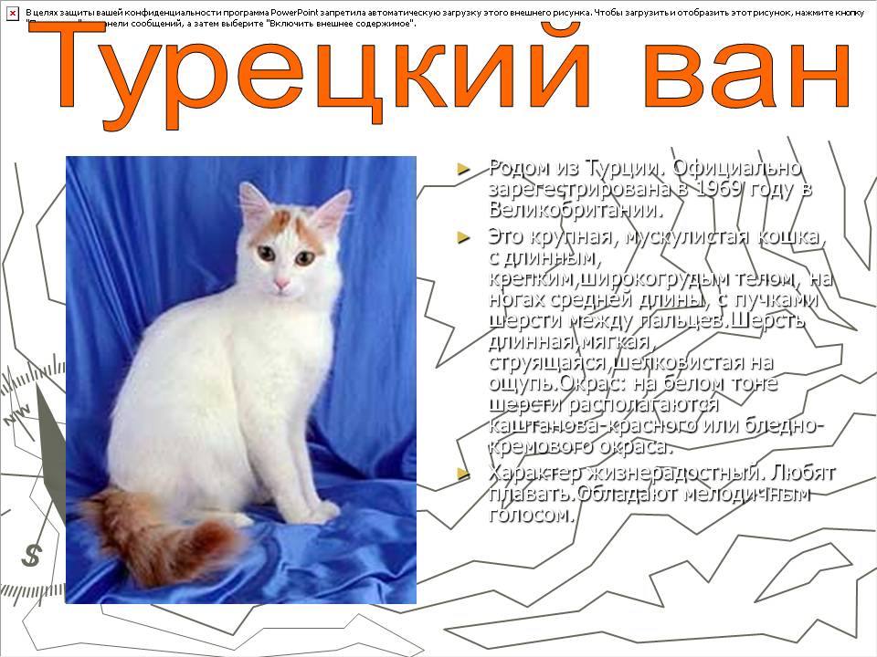 Турецкий ван: описание породы кошек с фото, характер, особенности содержания