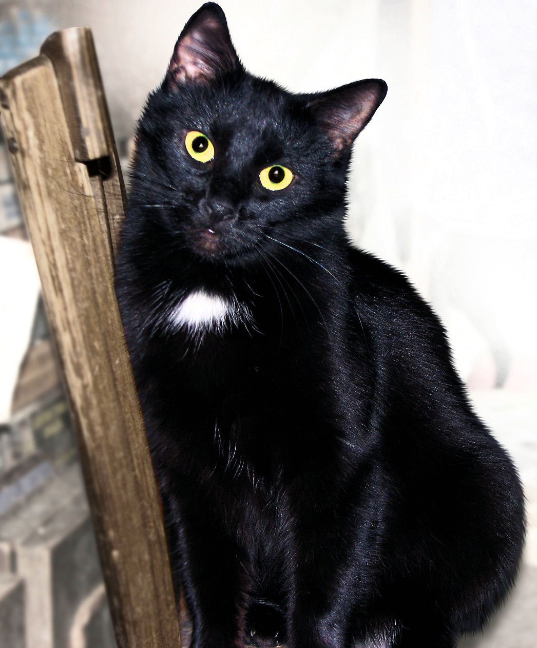 Черная кошка: обзор популярных пород, приметы, факты, 26 фото