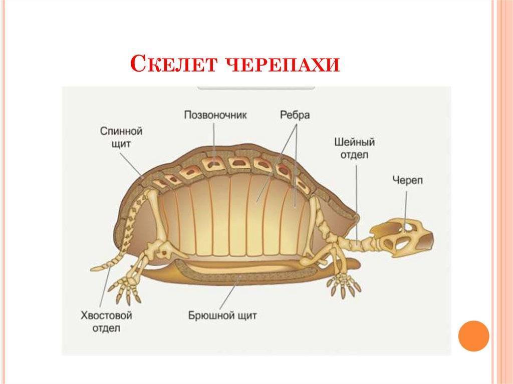 Виды черепах. описание, особенности, названия и фото видов черепах | животный мир