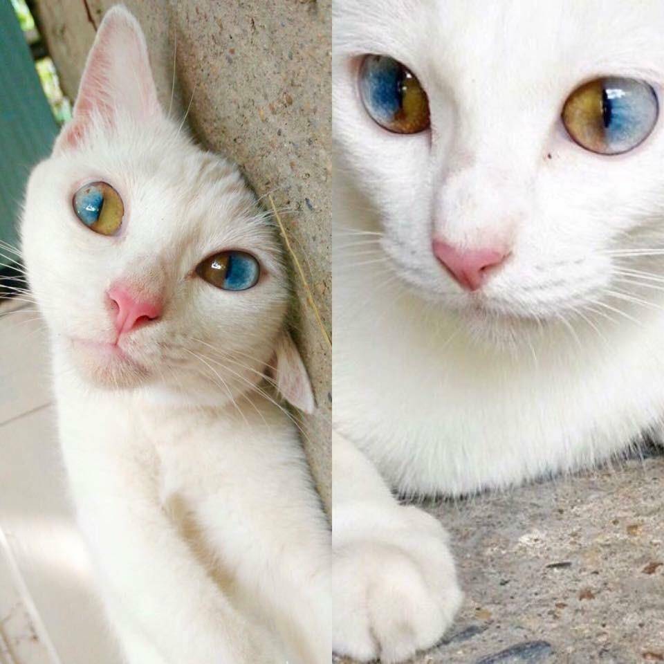 Когда, в каком возрасте у котят цвет глаз меняется с голубого на другой, почему это происходит?