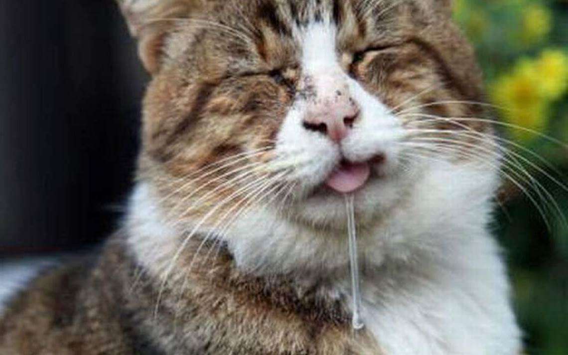 Слюнотечение у кошек, причины и лечение: почему у кота текут слюни изо рта, как прозрачная вода?