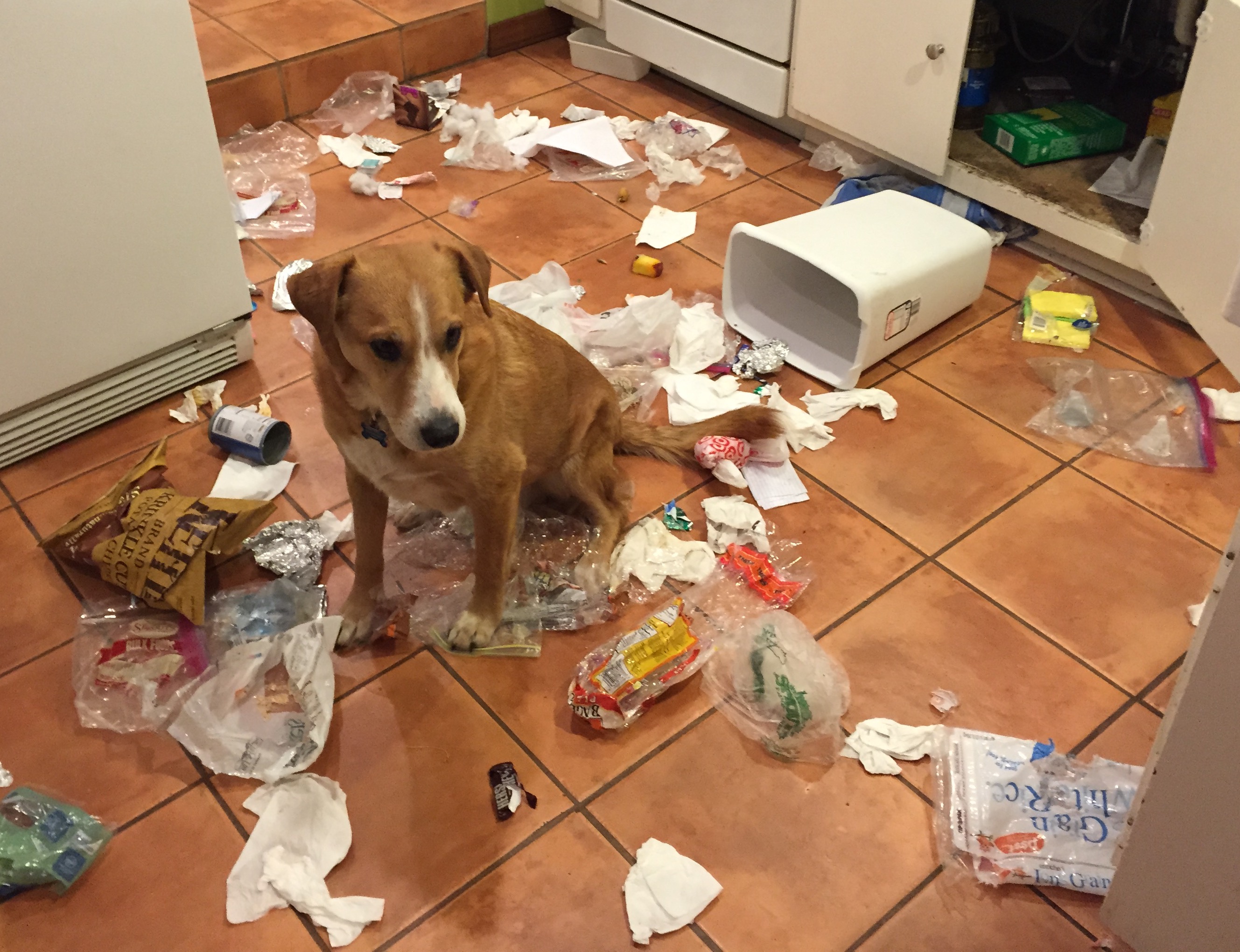 Как отучить собаку грызть вещи, когда она остается дома одна