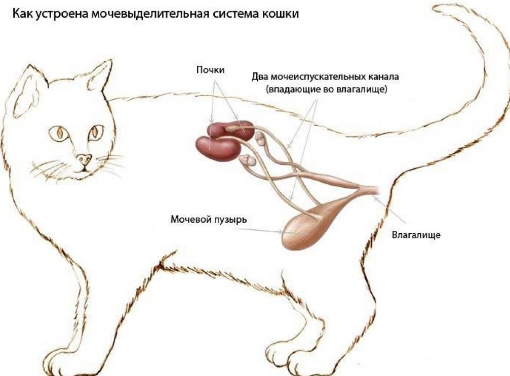 Нефрит у кошек