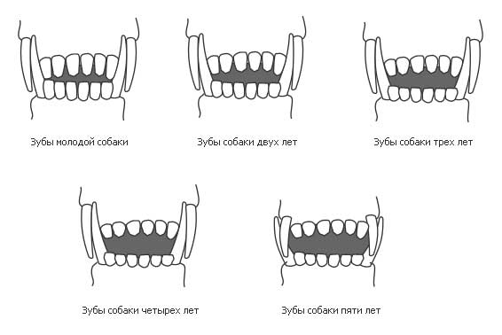 Смена зубов у чихуахуа схема возраст