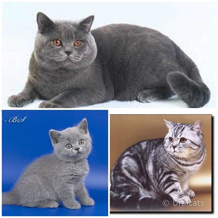 Скоттиш-страйт: порода шотландских прямоухих котов, описание внешнего облика и особенности характера