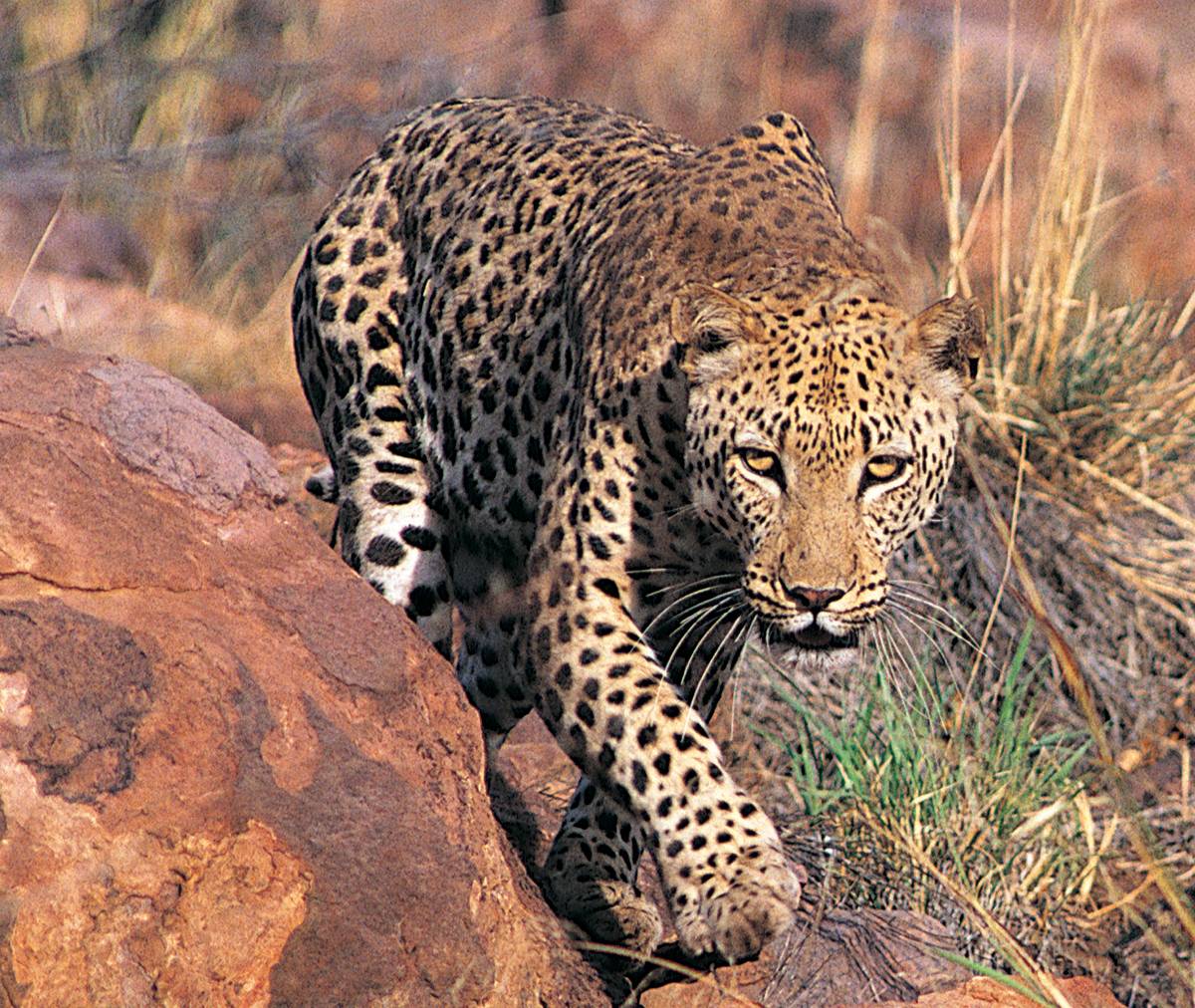 Дикая красавица леопардовая азиатская кошка