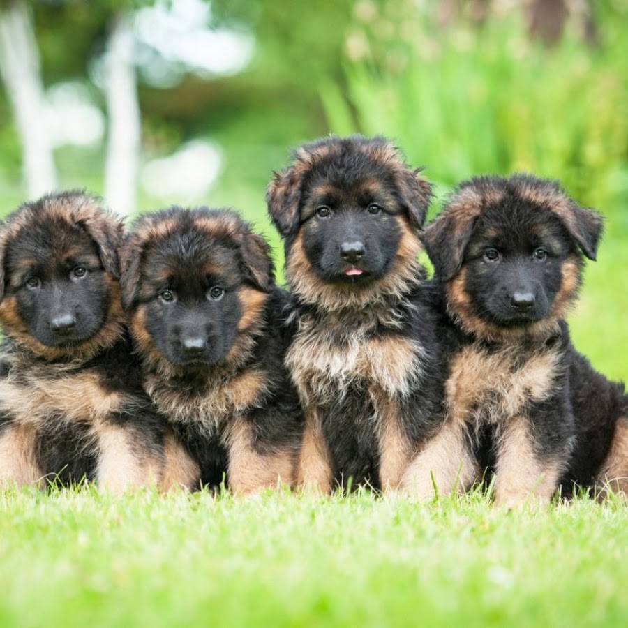 Маленькие щенки немецкой овчарки фото