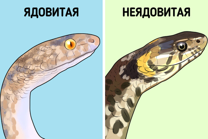 Как определить и лечить укусы змей