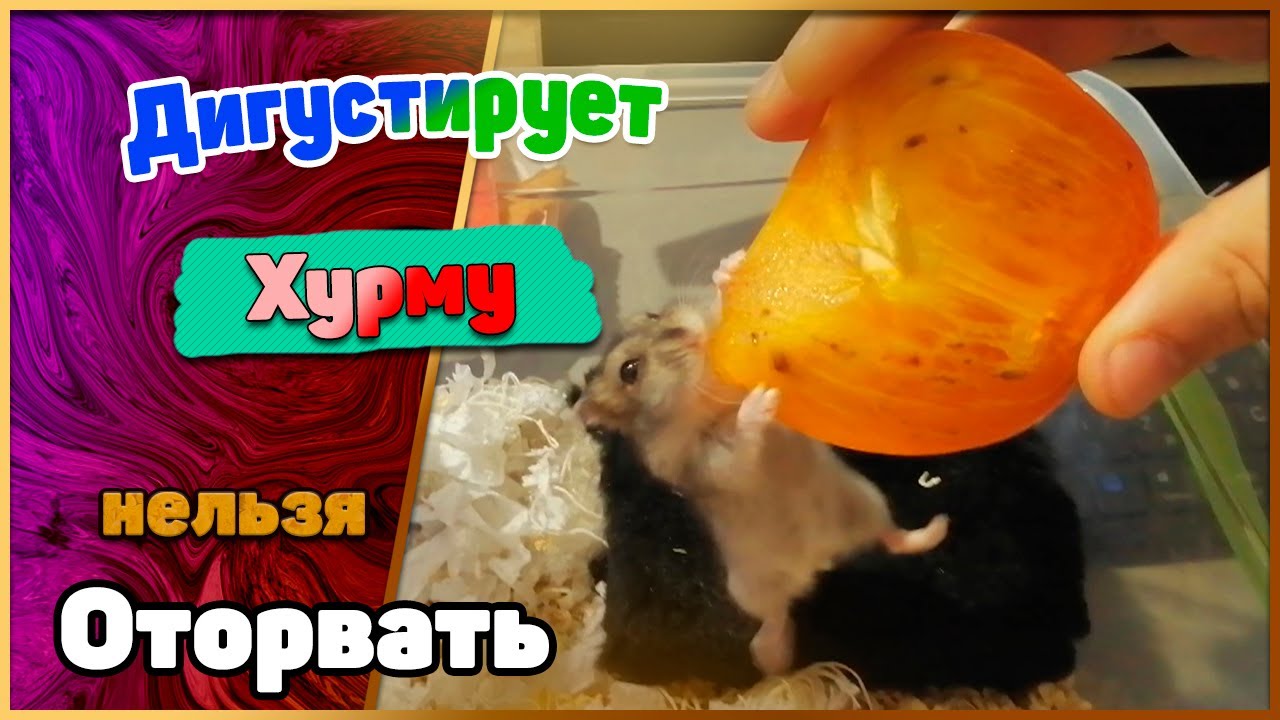 Что едят джунгарские хомяки: особенности организма
