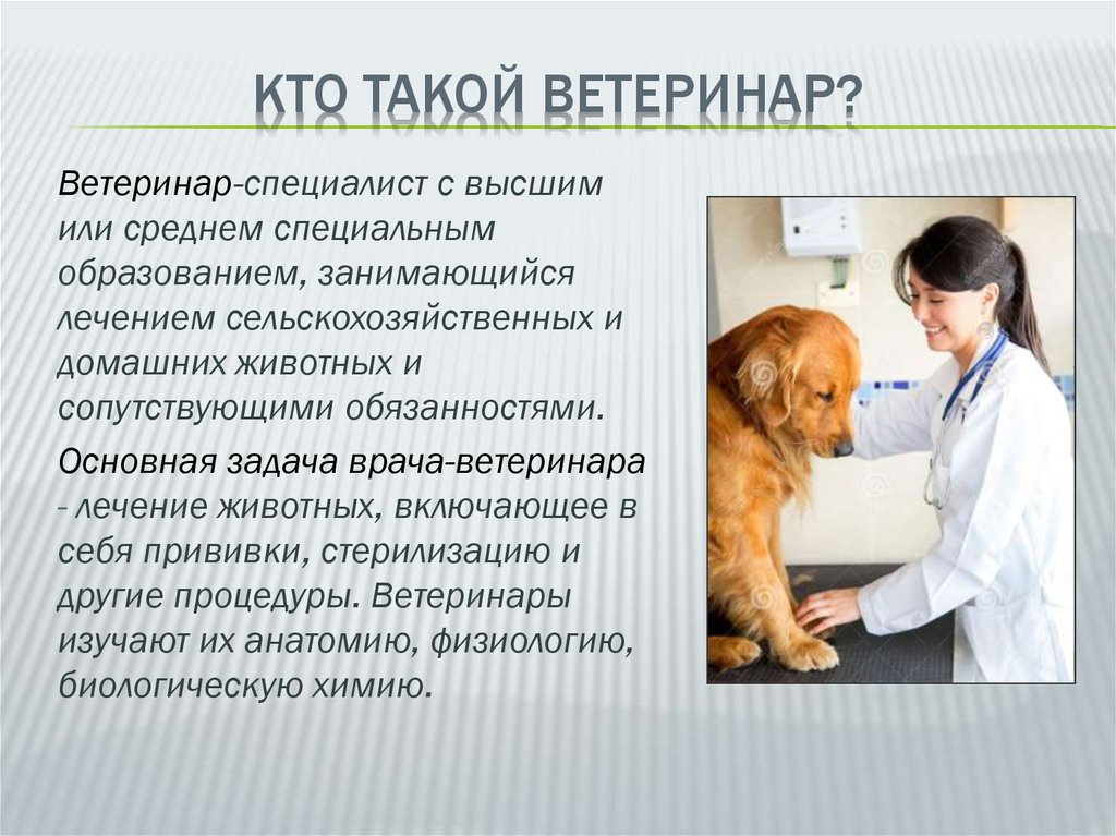 Ветеринарный врач - где учиться, зарплата, преимущества профессии – “навигатор образования”