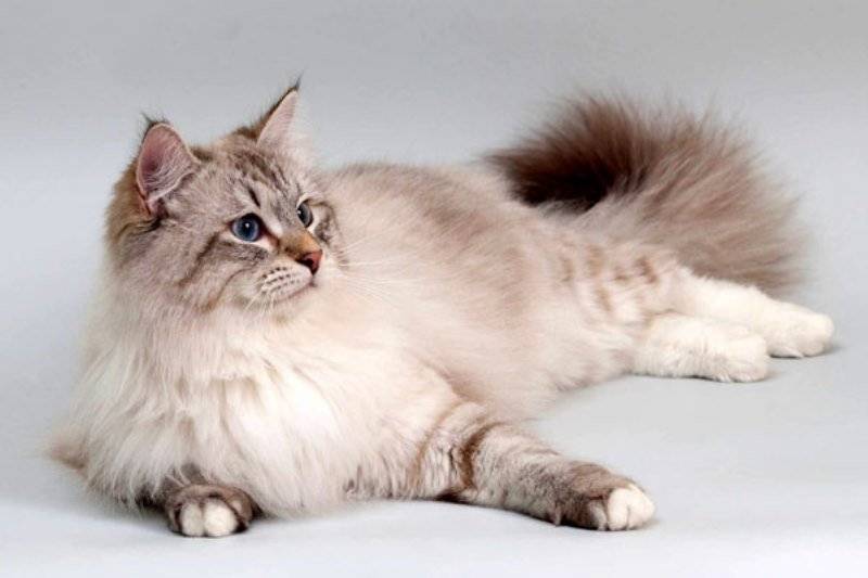 1. происхождение длинношерстных кошек. длинношерстные кошки [litres]