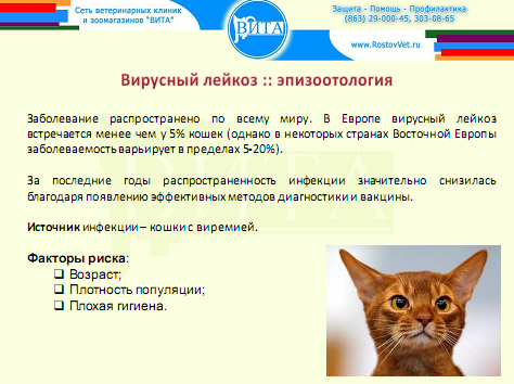 Лейкоз (лейкемия) кошек и котов. симптомы. лечение в беларуси