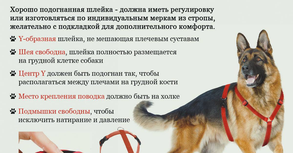 ᐉ как приучить взрослую собаку гулять спокойно на поводке - ➡ motildazoo.ru