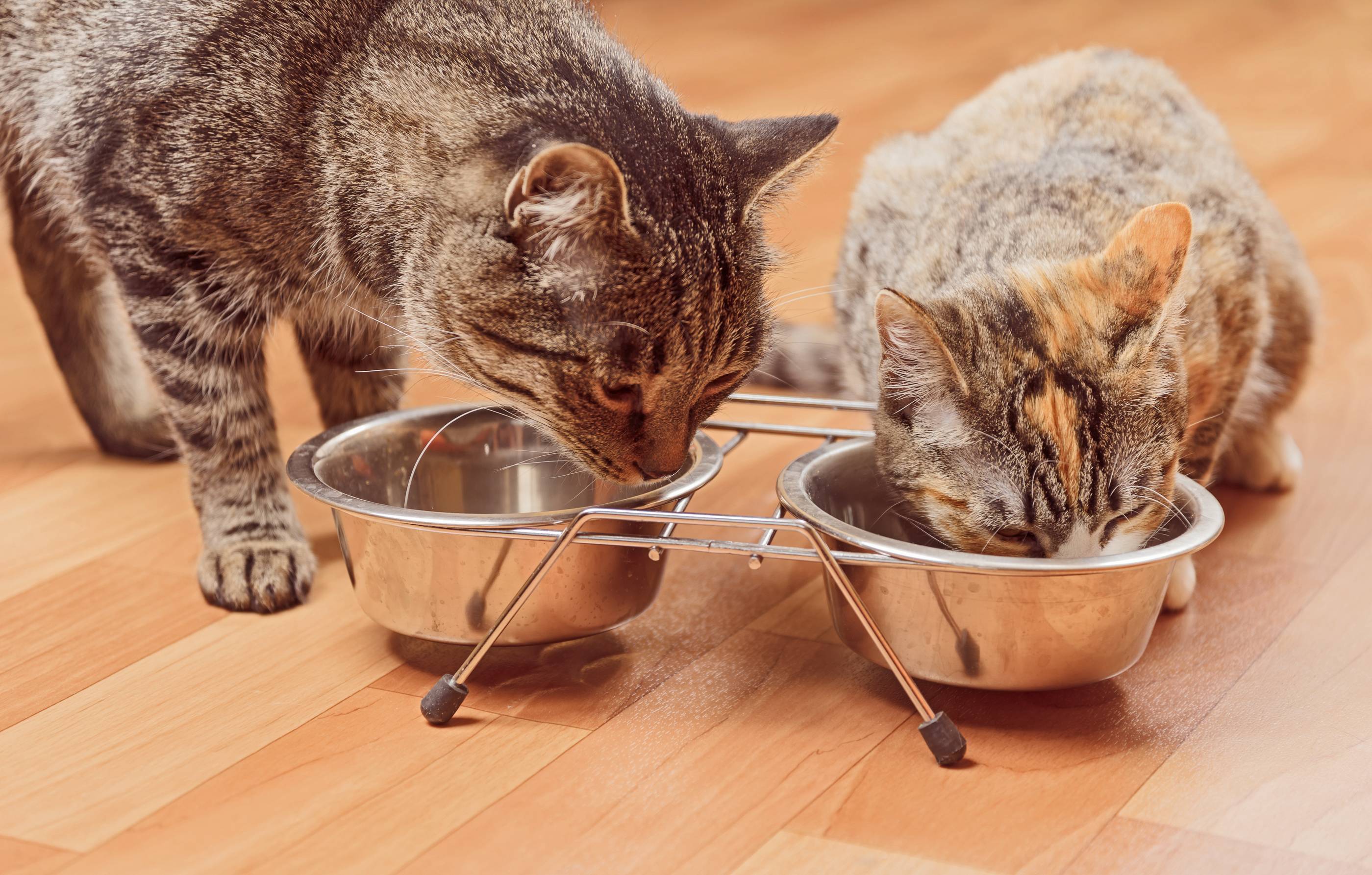 Зачем кошка закапывает миску с едой