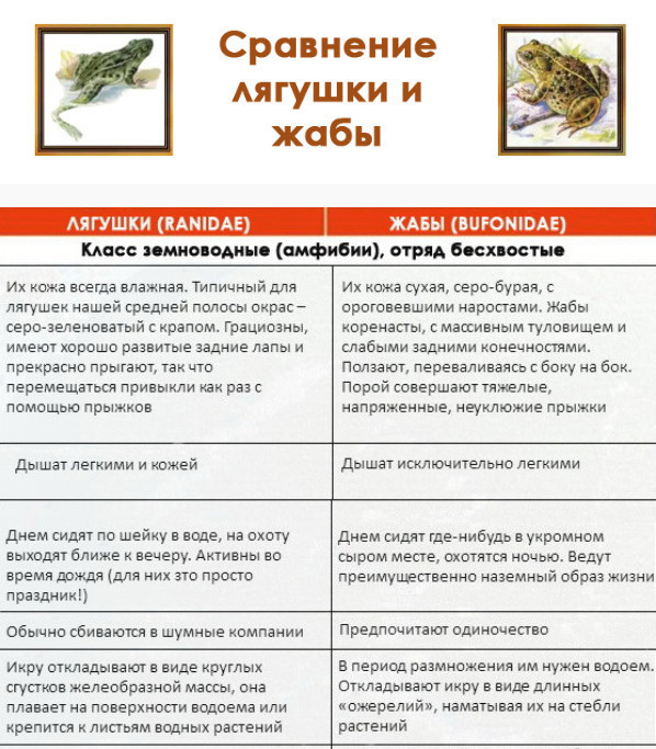 Сходства и различия между жабой и лягушкой
