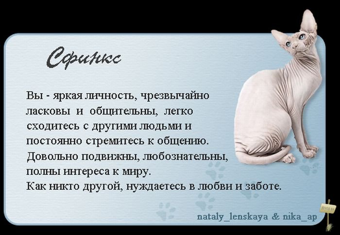 Порода канадский сфинкс: описание, характер +фото