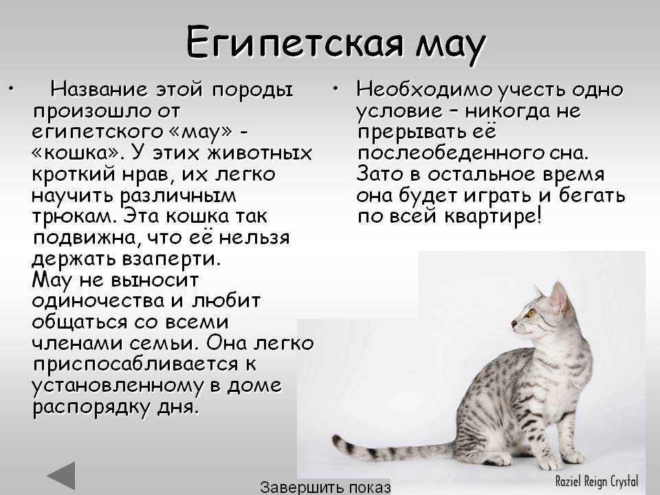 Кошка египетская мау в обзоре характеристик породы | обалденно