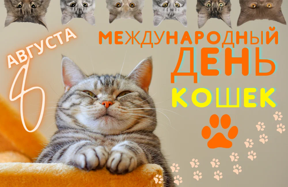 День кошки в россии: история праздника и знаменитые коты интернета - amurmedia.ru