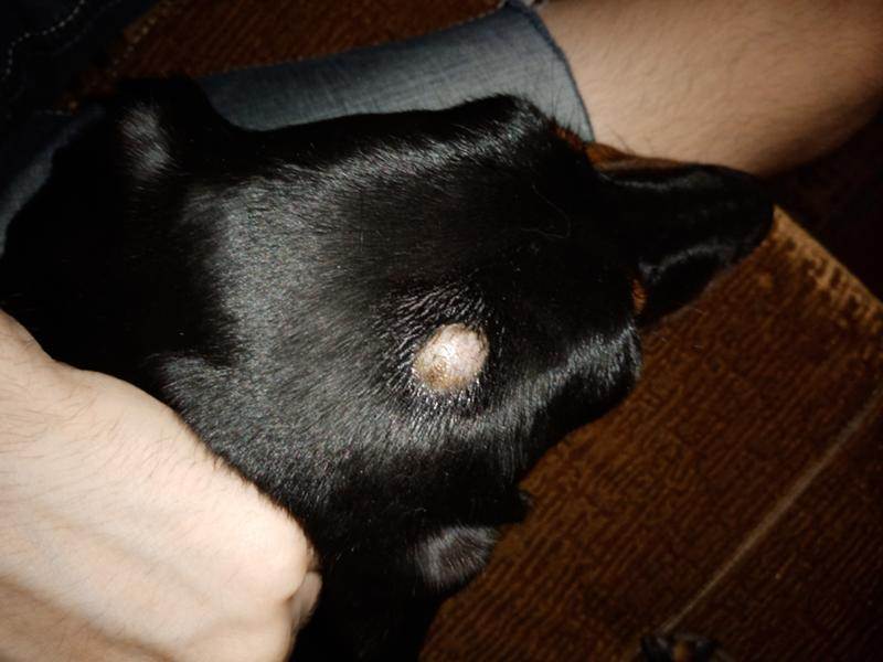У собаки под кожей шарик: причины и лечение
