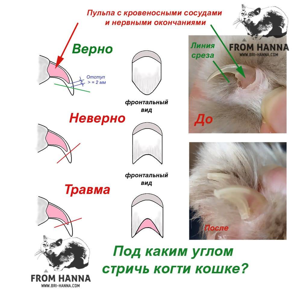 Схема стрижки ногтей у собак