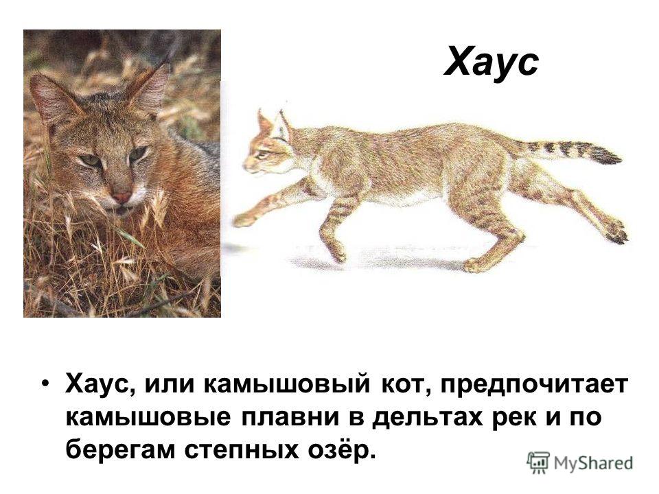 Камышовый кот: 7 особенностей болотной рыси - gafki.ru