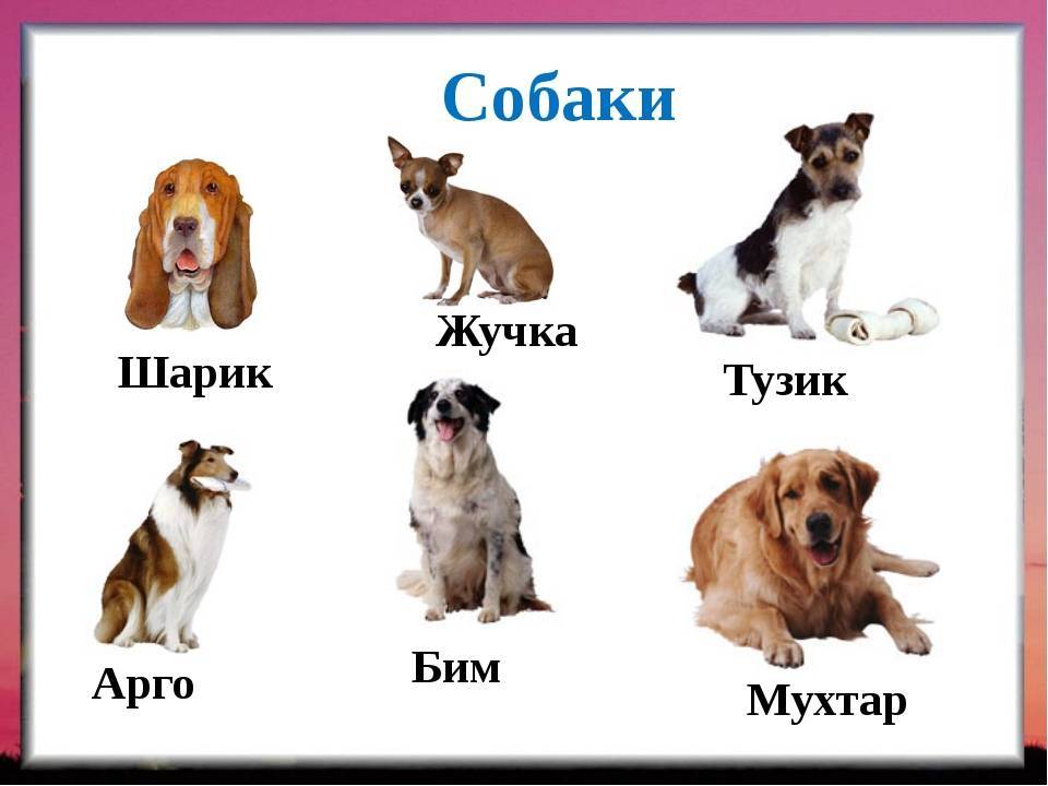 Какую кличку лучше дать собаке кобелю: список оригинальных русских имен