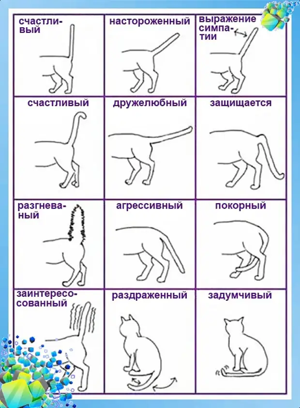 Зачем кошке хвост