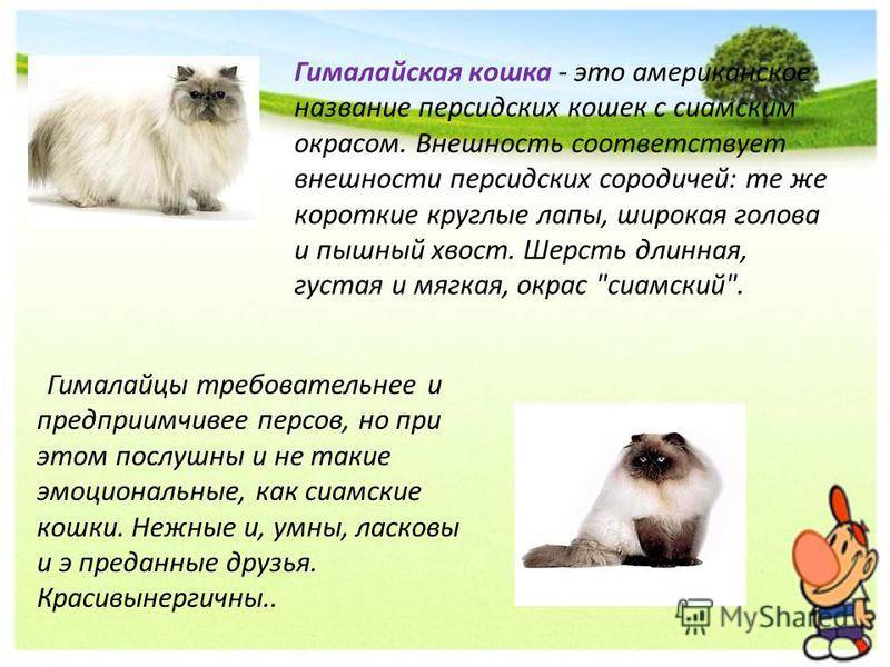 Гималайская кошка: фото, описание, характер, содержание, отзывы
