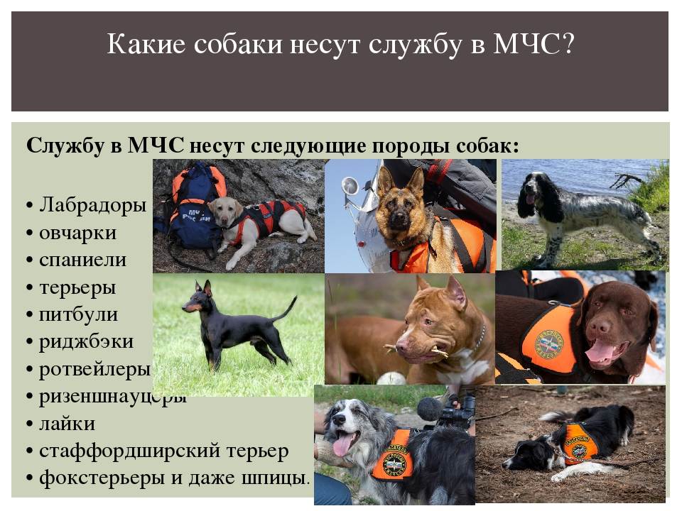 Собаки спасатели мчс: в горах, на воде и их породы