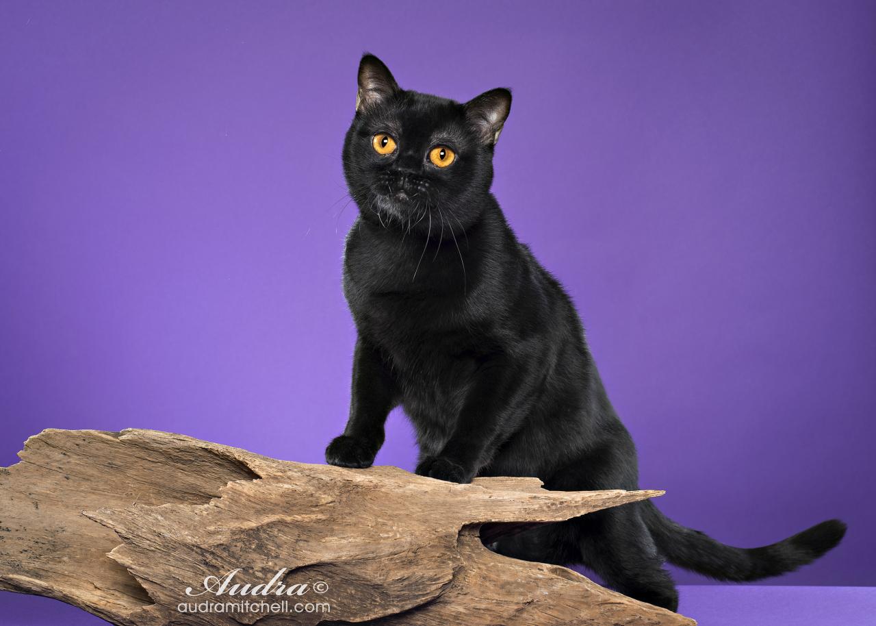 Бомбейская кошка, описание породы, фото, характер, окрас, уход, история, здоровье