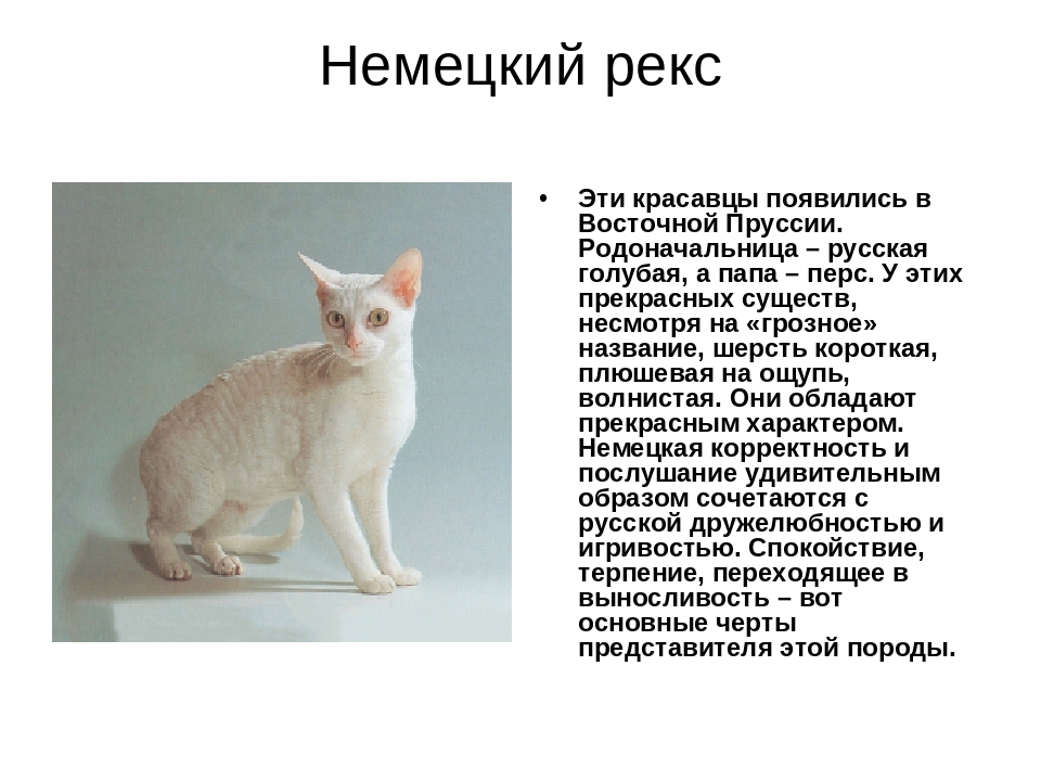 Корниш-рекс: кудрявый кот с собачьим характером — domovod.guru