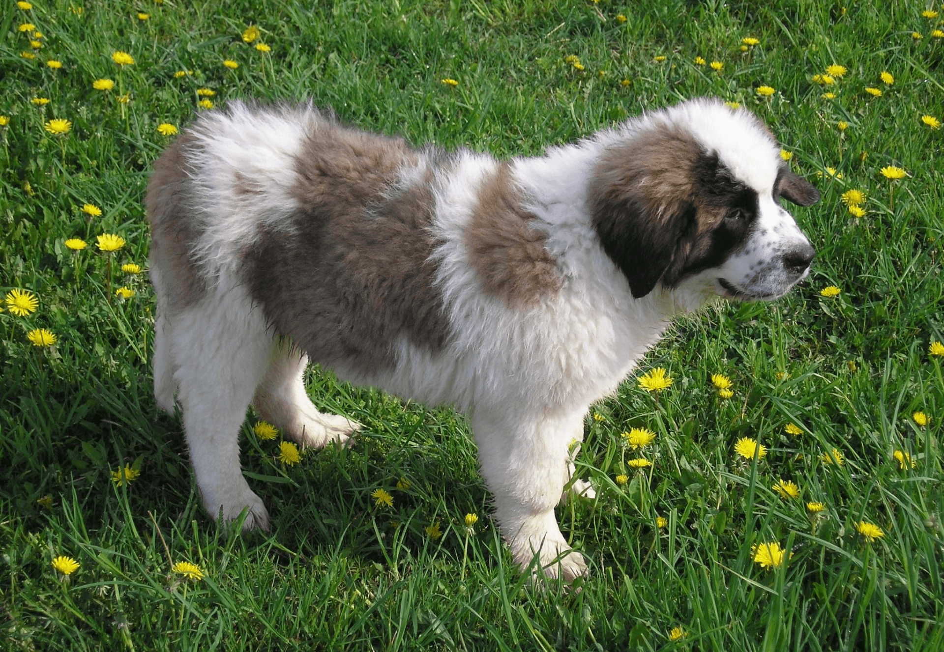 Московская сторожевая собака: 125 фото, характеристики и описание породы