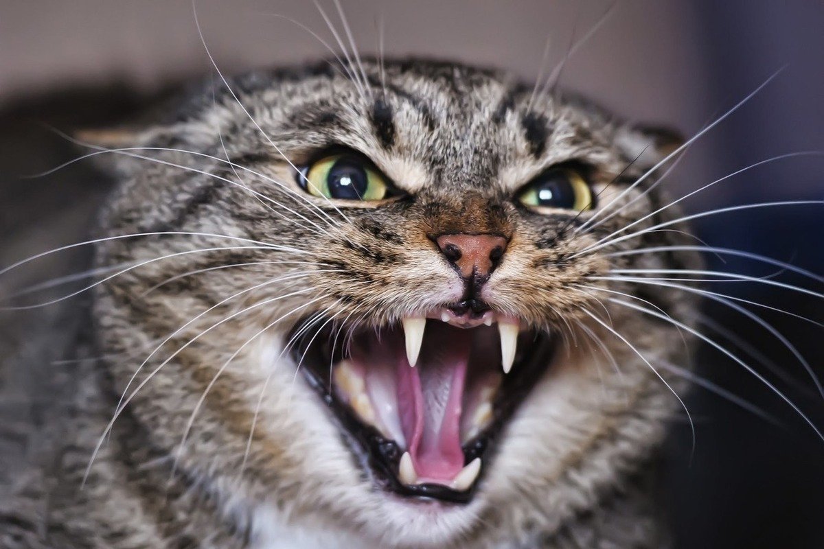 Почему кошка нападает на хозяина - методы борьбы с агрессией