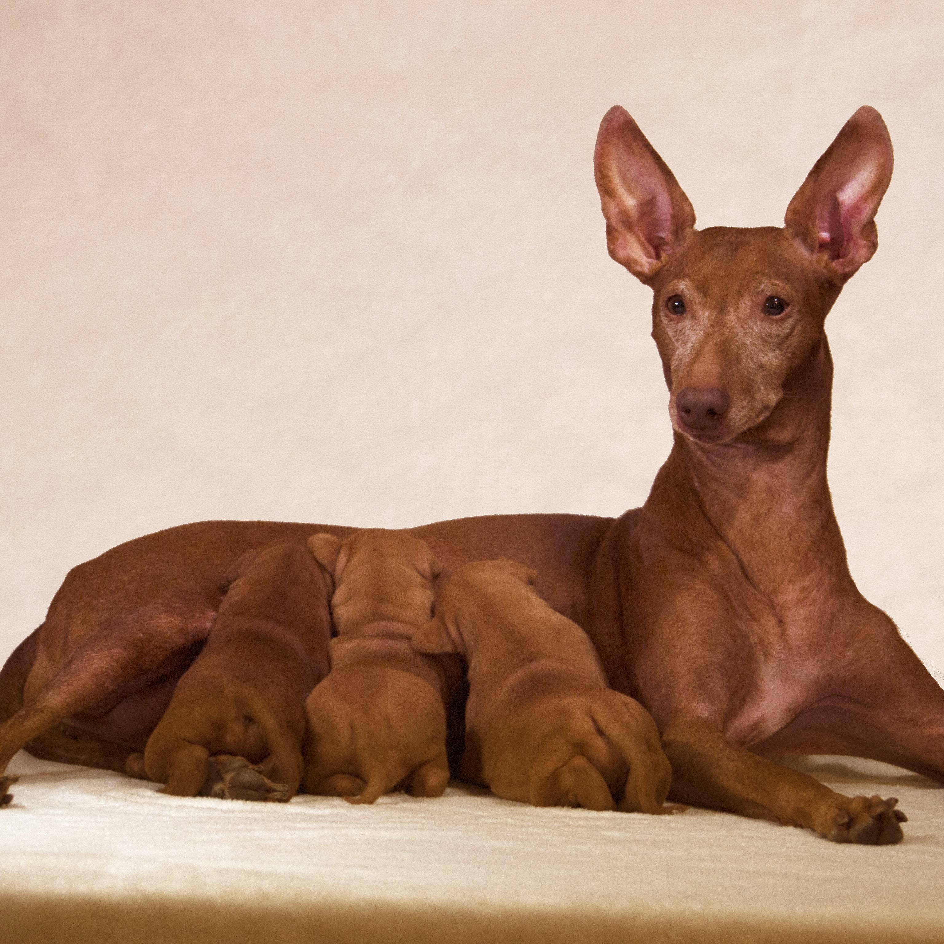 Экслюзивная и редкая порода собак чирнеко дель этна