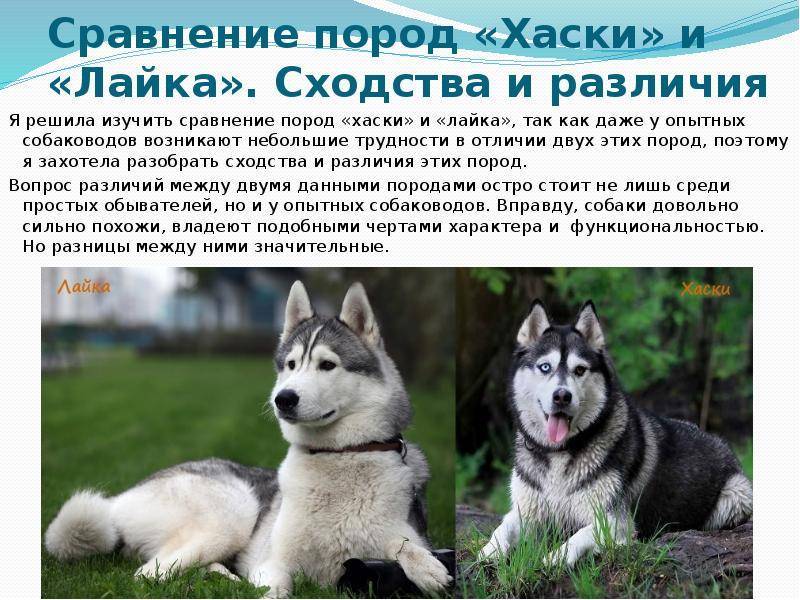 Профессиональная дрессировка собак в москве и области