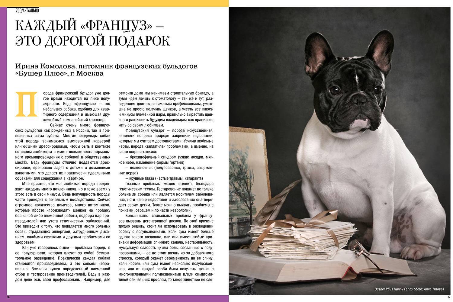 Уход и содержание французского бульдога: взрослой собаки и щенка