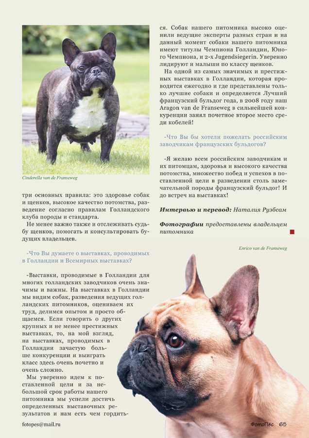 Плюсы и минусы собак породы французский бульдог
плюсы и минусы собак породы французский бульдог