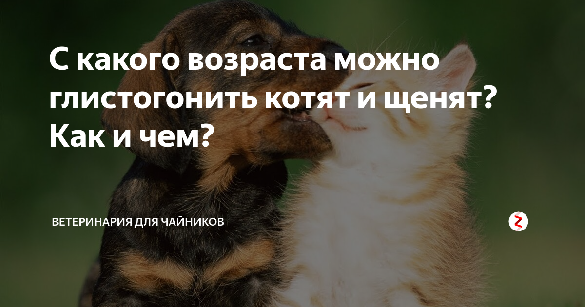 Как часто глистогонят. С какого возраста можно глистовать котят. Когда нужно глистогонить котят. В каком возрасте глистогонить котенка. Во сколько можно глистогонить котенка.