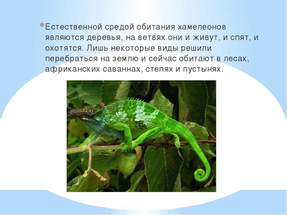 Виды ящериц — чем кормить ящерицу в домашних условиях?