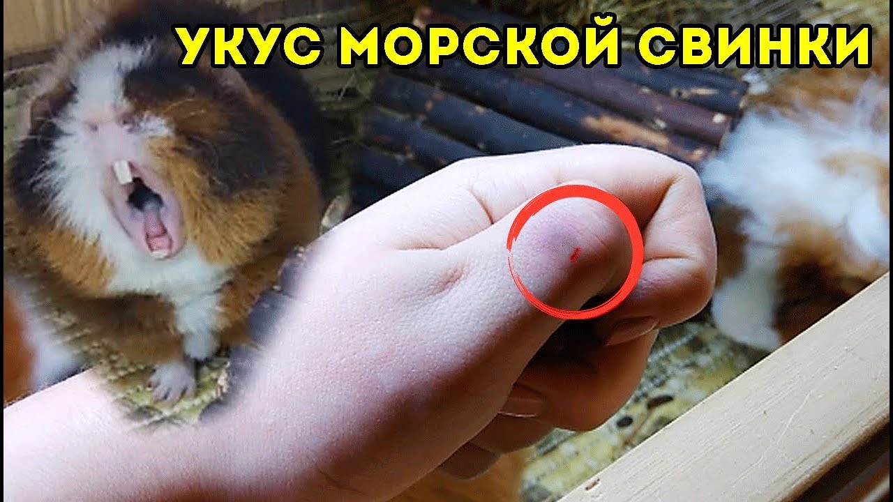 ᐉ почему морская свинка покусывает пальцы - zoopalitra-spb.ru