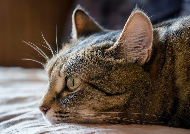Как понять любят ли коты своих хозяев и скучают ли по ним
