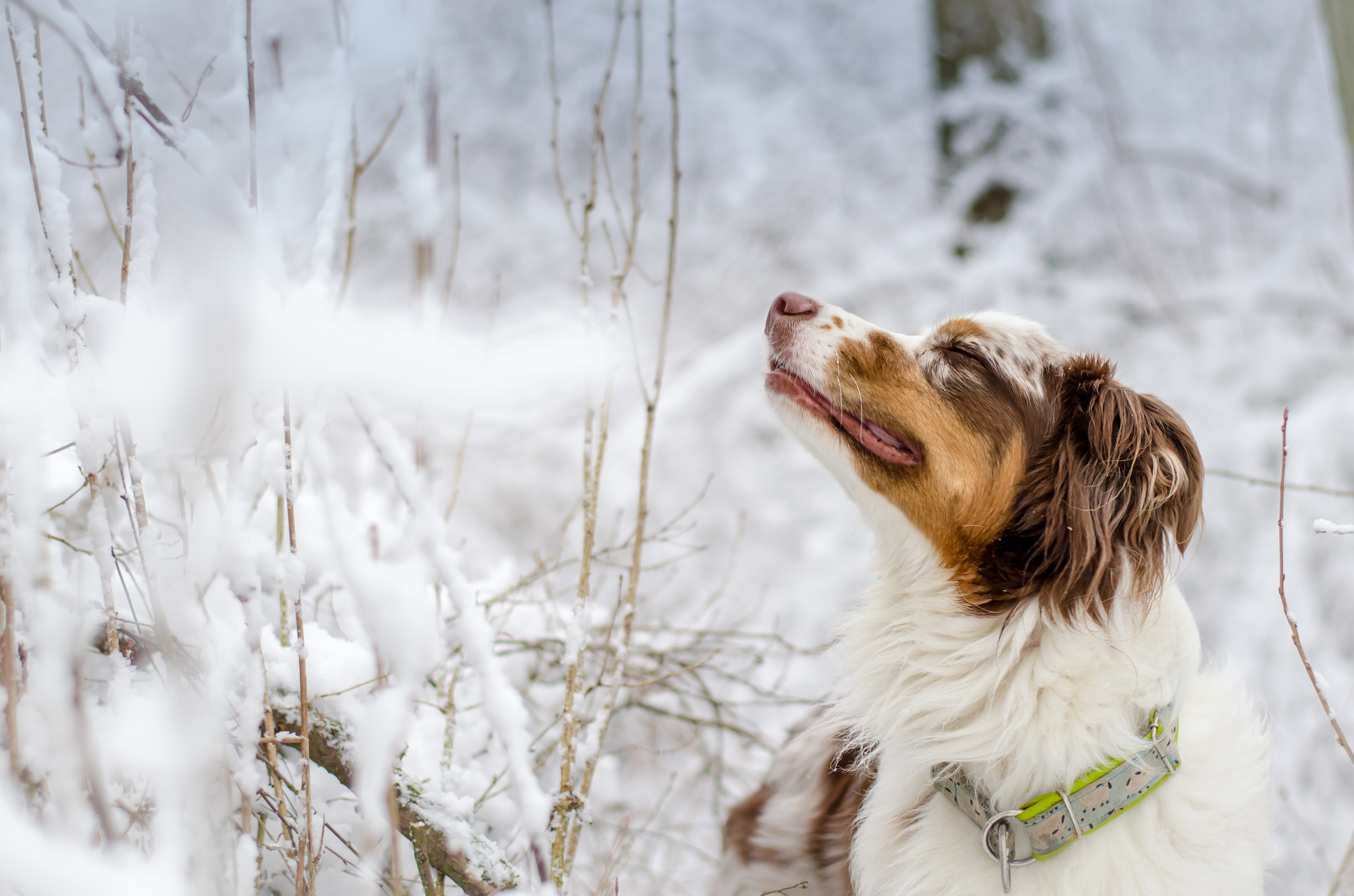 Собака зимой: как защитить лапы от реагентов, чем кормить, как утеплить, какую одежду использовать